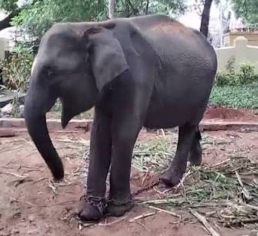 ପାର୍ବତୀକୁ ମିଳିଲା ନୂଆ ସାଥୀ ଦୁର୍ଗା