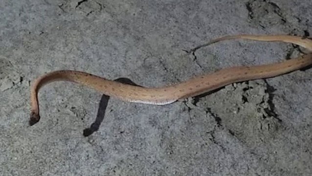 ୧୫୪ ବର୍ଷ ପରେ ଗୁଜରାଟରେ ଦେଖାଦେଲା  ସ୍ୟାଣ୍ଡ ସ୍ନେକ୍