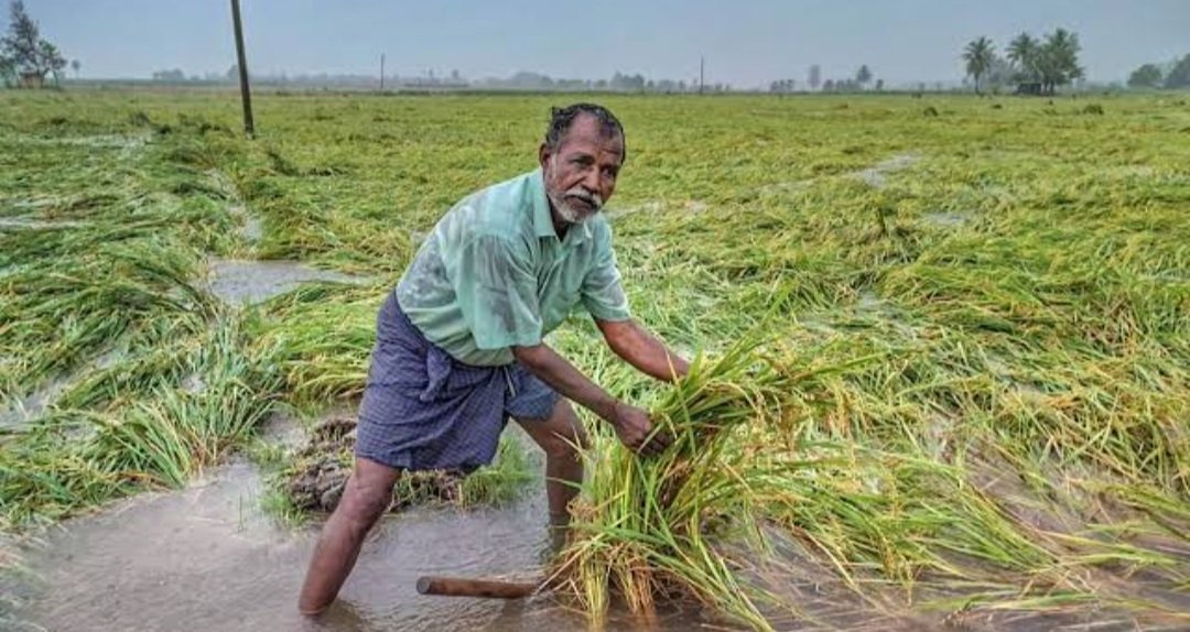 ବାତ୍ୟା ଯୋଗୁ  ଫସଲ ନଷ୍ଟ, ଚିନ୍ତାରେ ଚାଷୀ