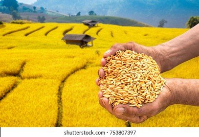 ୯ଟି ନୂତନ ଧାନ କିସମ ଉଦ୍ଭାବିତ