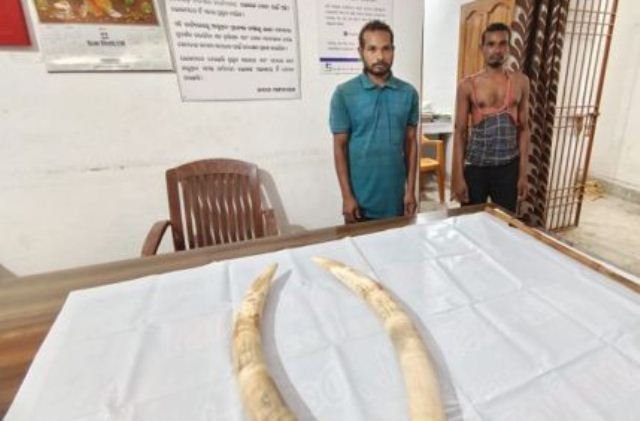 ହାତୀ ଦାନ୍ତ ସହ ୨ ଗିରଫ