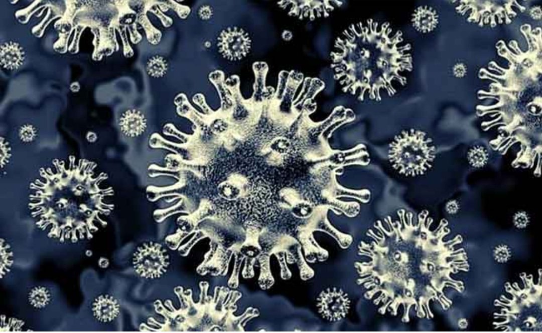 ନୂଆ ଫଙ୍ଗସ୍‌ର ସନ୍ଧାନ 