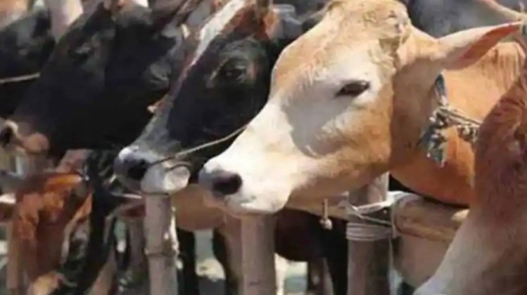 ‘ଜାତୀୟ ପଶୁ ଭାବେ ଘୋଷଣା ହେଉ ଗାଈ’: ଆଲ୍ଲାହବାଦ ହାଇକୋର୍ଟ