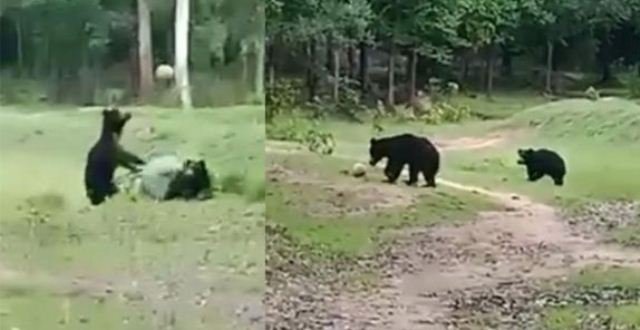 ଭାଲୁଙ୍କ ଫୁଟବଲ ଖେଳ 