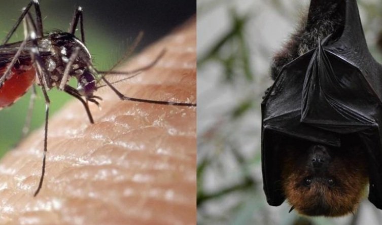  ଯାଉନି କରୋନା, ଆସିଲାଣି ନିପା ଭାଇରସ୍