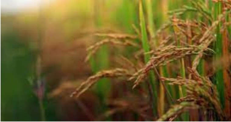 କଳାହାଣ୍ଡିରେ ଆଜି ନୂଆଁଖାଇ ପାଳନ