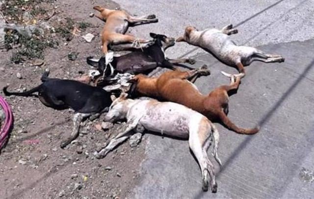 ମଣିଷପଣିଆ ନାହିଁ, କୁକୁରଙ୍କୁ ବିଷ ଦେଇ ମାରିଦେଲେ