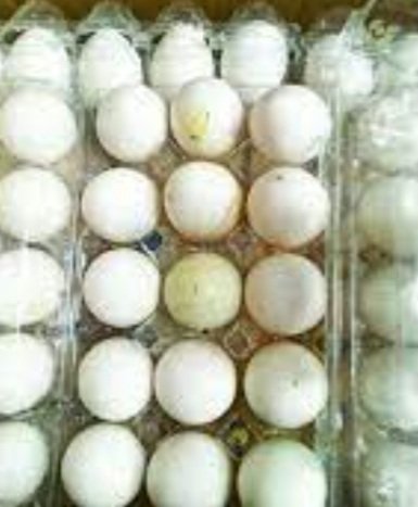 ୧୦ ଟି ପେଟିରେ ୩ ହଜାର  ଅଣ୍ଡା ଜବତ 