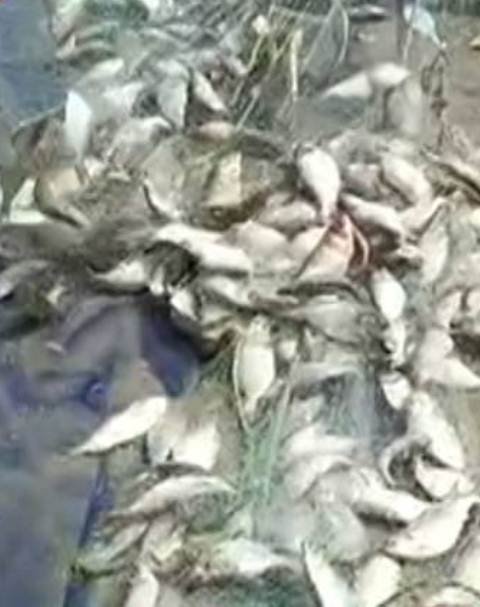 ଏକାଥରକେ ଜାଲରେ ପଡ଼ିଲା ୫ ଟନ୍ ଇଲିସି, ଲୋକ ଦେଖି କାବା