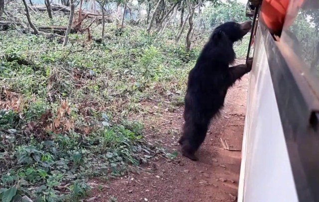 ନନ୍ଦନକାନନରେ ଅଘଟଣ: ଗାଇଡ୍ ହାତକୁ ଝୁଣି ପକାଇଲା ଭାଲୁ