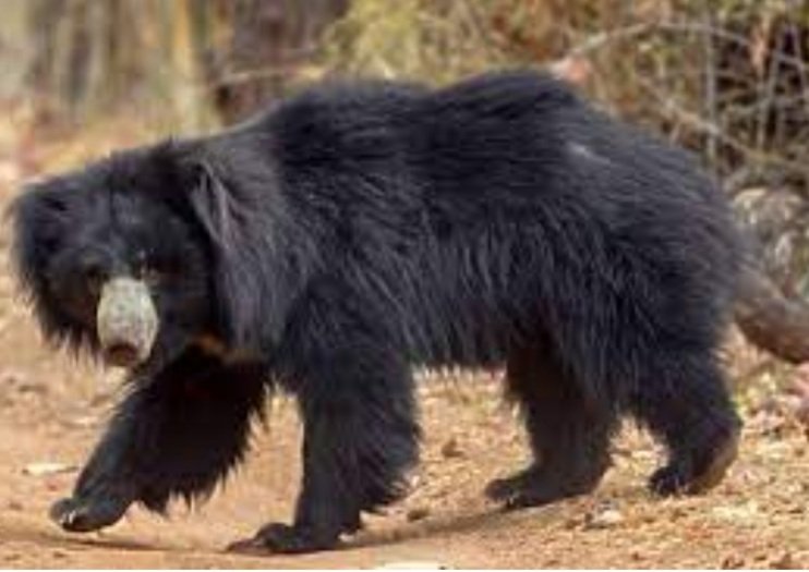 ନନ୍ଦନକାନନରେ ଗାଇଡଙ୍କ ହାତକୁ କାମୁଡ଼ି ଦେଲା ଭାଲୁ