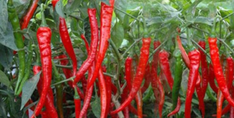 କୁଚିଣ୍ଡାର ଲଙ୍କା, ଲିଚୁ ପାଇବ ଜିଆଇ ଟ୍ୟାଗ ମାନ୍ୟତା 