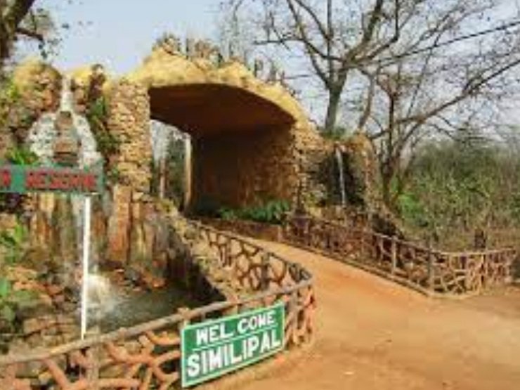 ଆଜିଠୁ ପର୍ୟ୍ୟଟକଙ୍କ ପାଇଁ ଖୋଲିଲା ଶିମିଳିପାଳ ଅଭୟାରଣ୍ୟ