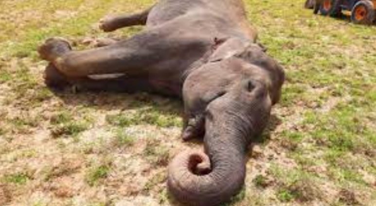 ବିଦ୍ୟୁତ ସଂସ୍ପର୍ଶରେ ଆସି ହାତୀ ମୃତ