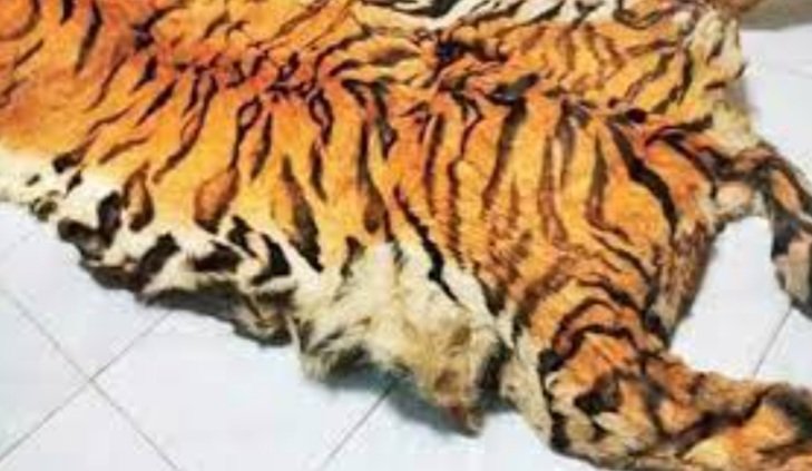 ବାଘ ଛାଲ ଜବତ , ୨ ଗିରଫ