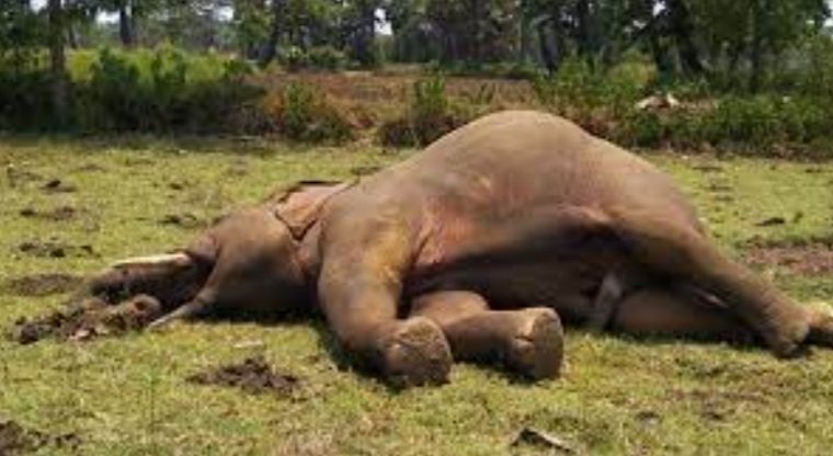 ବିଦ୍ୟୁତ ତାର ଲାଗି ଦନ୍ତା ମୃତ