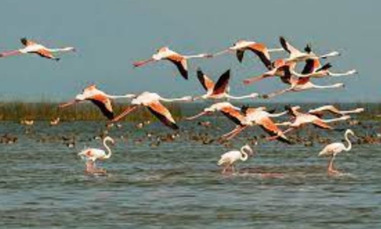  ୪ରୁ ଚିଲିକାରେ ପକ୍ଷୀ ଗଣନା