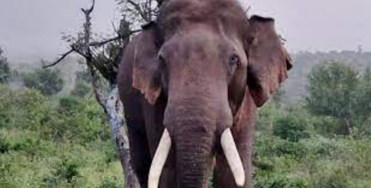 ହାତୀ ଆକ୍ରମଣରେ ବୃଦ୍ଧ ମୃତ