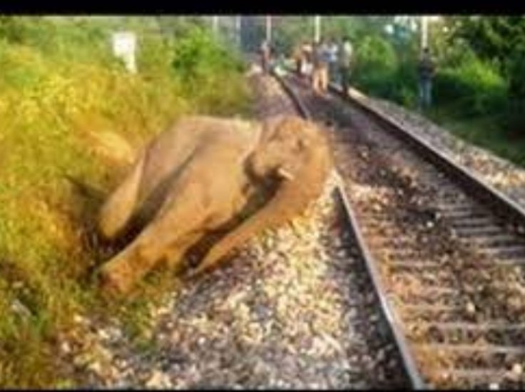 ଟ୍ରେନ ଧକ୍କାରେ ଦନ୍ତାହାତୀର ମୃତ