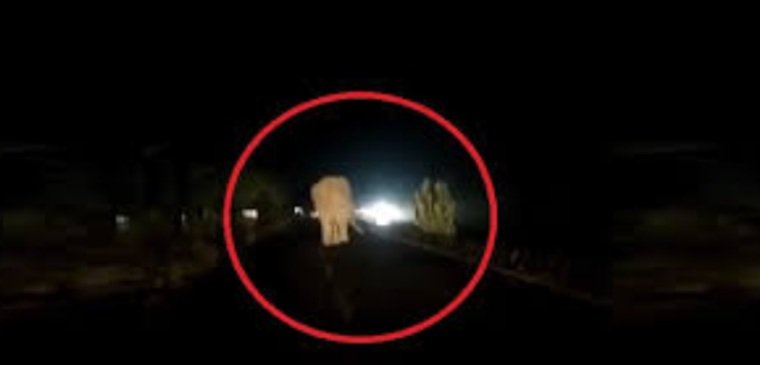 ଭୁବନେଶ୍ୱରରେ ହାତୀ ଉପଦ୍ରବ