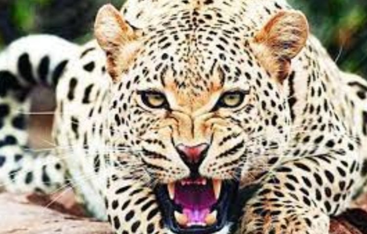 କଲରାପତରିଆ ବାଘର ମୃତଦେହ ଉଦ୍ଧାର