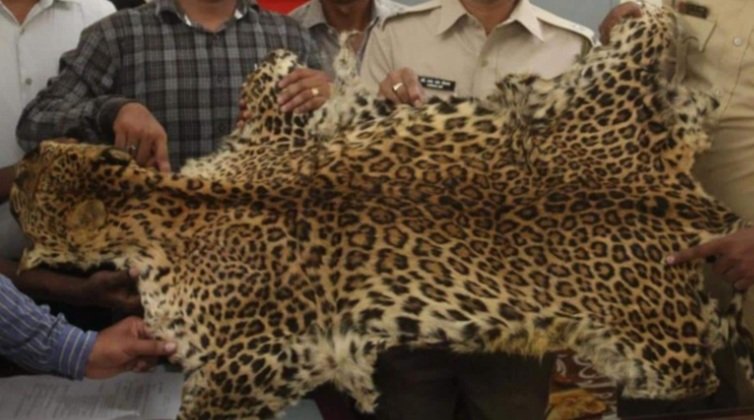 ଏସଟିଏଫ ପଞ୍ଝାରେ ବାଘ ଛାଲ ଚୋରା ଚାଲାଣକାରୀ