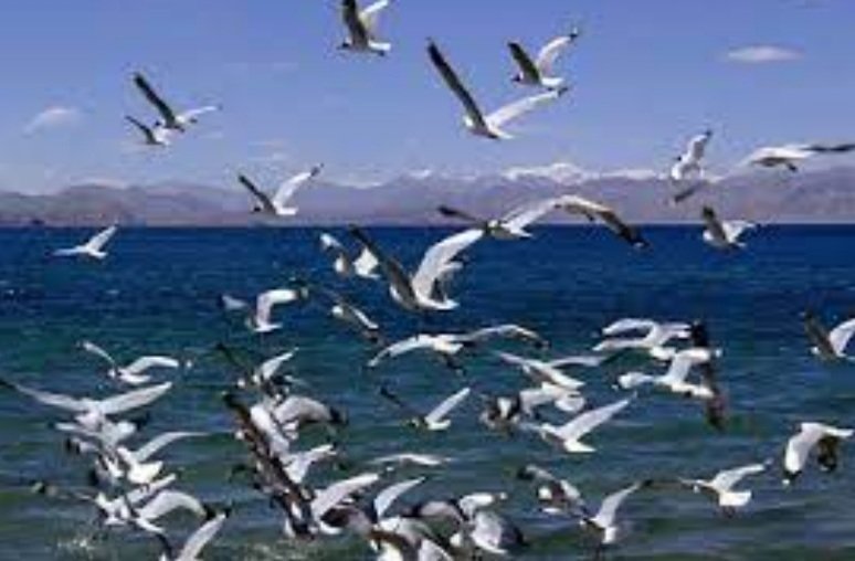 ହୀରାକୁଦରେ ପକ୍ଷୀ ଗଣନା ଆରମ୍ଭ