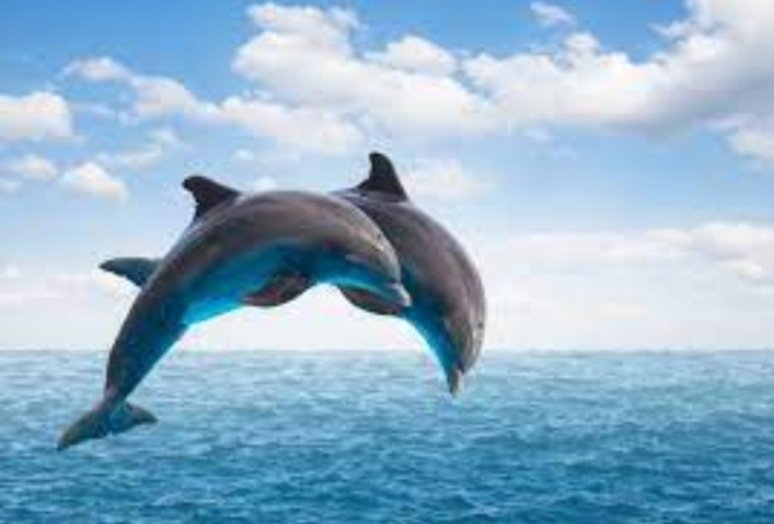 ଚିଲିକାରେ ଡଲଫିନ୍ ଗଣନା ଆରମ୍ଭ