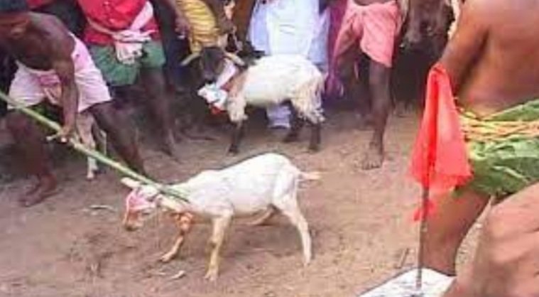 ଶୁଲିଆ ଯାତ୍ରାରେ ରକ୍ତରଞ୍ଜିତ ହେଲା ଶୁଲିଆ ମାଟି