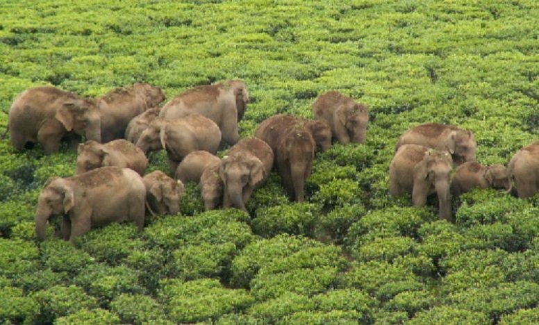 ପୁଣି ଫେରିଛନ୍ତି ୬ଟିକିଆ ହାତୀ ପଲ, ଘର ଭାଙ୍ଗିବା ସହ ଖେଳାଇଲେ ଆତଙ୍କ