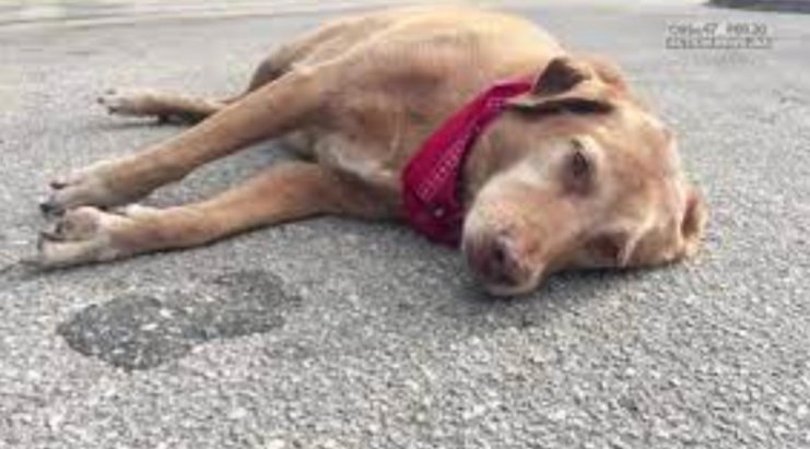  କୁକୁର ପ୍ରେମୀମାନେ ସାବଧାନ, ମାଡ଼ିଯାଉଛି ମାରାତ୍ମକ ପାର୍ଭୋ ଭାଇରସ