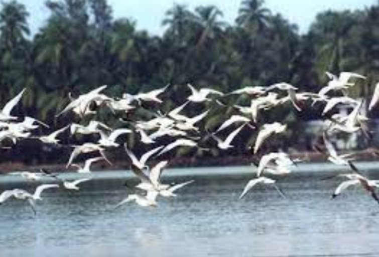 ଭିତରକନିକାରେ ବଢ଼ିଛି ପକ୍ଷୀ ସଂଖ୍ୟା