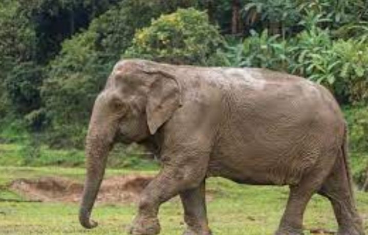 ଦନ୍ତା ହାତୀର ଉନ୍ମତ କାଣ୍ଡ,   ଜଣକୁ ପାଦରେ ଚାପି ମାରିଲା ହାତୀ 