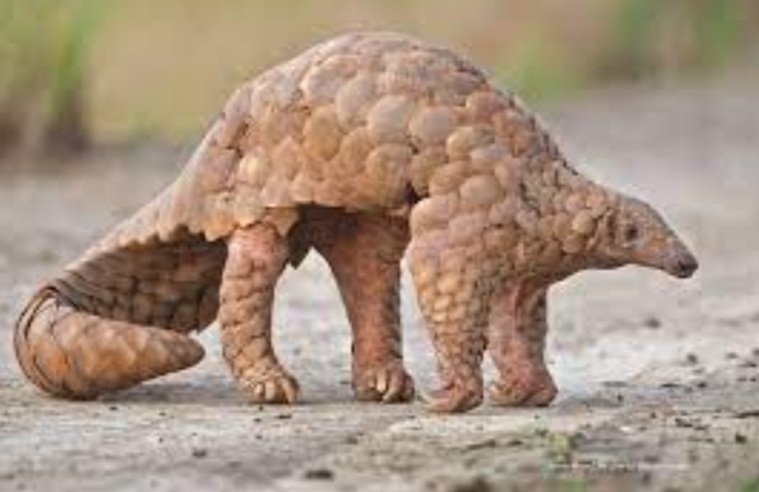 ବଜ୍ରକାପ୍ତାକୁ ଉଦ୍ଧାର କଲା ବନବିଭାଗ